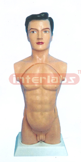 44 CM TALL, M-TORSO MODEL (13 PCS / SET)